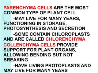 PARENCHYMA CELLS ARE THE MOST
COMMON TYPE OF PLANT CELL
-MAY LIVE FOR MANY YEARS,
FUNCTIONING IN STORAGE,
PHOTOSYNTHESIS AND SECRETION
-SOME CONTAIN CHLOROPLASTS
AND ARE CALLED CHLORENCHYMA
COLLENCHYMA CELLS PROVIDE
SUPPORT FOR PLANT ORGANS,
ALLOWING BENDING BUT NOT
BREAKING
-HAVE LIVING PROTOPLASTS AND
MAY LIVE FOR MANY YEARS
 