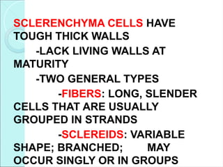 SCLERENCHYMA CELLS HAVE
TOUGH THICK WALLS
-LACK LIVING WALLS AT
MATURITY
-TWO GENERAL TYPES
-FIBERS: LONG, SLENDER
CELLS THAT ARE USUALLY
GROUPED IN STRANDS
-SCLEREIDS: VARIABLE
SHAPE; BRANCHED; MAY
OCCUR SINGLY OR IN GROUPS
 