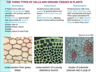 Parenchyma
● Parenchyma cells are
relatively unspecialized; large
vacuoles, thin primary wall (no
secondary)
● most common type of plant
cell; responsible for most of
plant metabolic functions -
primary sites of
photosynthesis, starch
storage….
●Fleshy tissue of most fruits
Collenchyma
●Collenchyma cells provide
support to growing stems and
leaves; thickened primary cell
walls
●Relatively flexible, allowing
organs to bend without breaking
Sclerenchyma
●Sclerenchyma cells have
tough, thick secondary walls,
often impregnated with lignin
●Two types specialized for
support; fibers and sclereids.
Both function to strengthen
tissue in which they occur
THE THREE TYPES OF CELLS AND GROUND TISSUES IN PLANTS
cross-section of a young
elderberry branch
cross-section from grass
blade
cluster of sclereids
(stained red) in pulp of
(Solomon et al 1999)
 