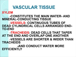 VASCULAR TISSUE
XYLEM
-CONSTITUTES THE MAIN WATER- AND
MINERAL-CONDUCTING TISSUE
-VESSELS: CONTINUOUS TUBES OF
DEAD CYLINDRICAL CELLS ARRANGED END-
TO-END
-TRACHEIDS: DEAD CELLS THAT TAPER
AT THE END AND OVERLAP ONE ANOTHER
-VESSELS ARE SHORTER & WIDER THAN
TRACHEIDS
-AND CONDUCT WATER MORE
EFFICIENTLY
 