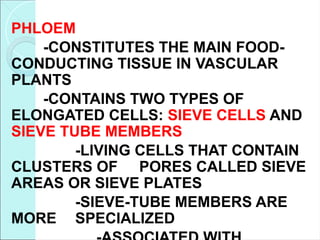 PHLOEM
-CONSTITUTES THE MAIN FOOD-
CONDUCTING TISSUE IN VASCULAR
PLANTS
-CONTAINS TWO TYPES OF
ELONGATED CELLS: SIEVE CELLS AND
SIEVE TUBE MEMBERS
-LIVING CELLS THAT CONTAIN
CLUSTERS OF PORES CALLED SIEVE
AREAS OR SIEVE PLATES
-SIEVE-TUBE MEMBERS ARE
MORE SPECIALIZED
 