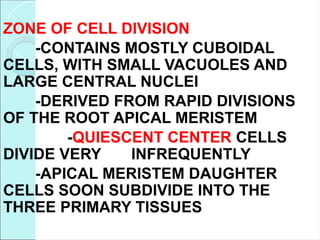 ZONE OF CELL DIVISION
-CONTAINS MOSTLY CUBOIDAL
CELLS, WITH SMALL VACUOLES AND
LARGE CENTRAL NUCLEI
-DERIVED FROM RAPID DIVISIONS
OF THE ROOT APICAL MERISTEM
-QUIESCENT CENTER CELLS
DIVIDE VERY INFREQUENTLY
-APICAL MERISTEM DAUGHTER
CELLS SOON SUBDIVIDE INTO THE
THREE PRIMARY TISSUES
 