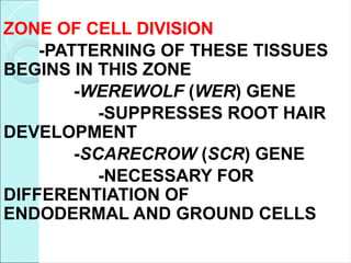 ZONE OF CELL DIVISION
-PATTERNING OF THESE TISSUES
BEGINS IN THIS ZONE
-WEREWOLF (WER) GENE
-SUPPRESSES ROOT HAIR
DEVELOPMENT
-SCARECROW (SCR) GENE
-NECESSARY FOR
DIFFERENTIATION OF
ENDODERMAL AND GROUND CELLS
 