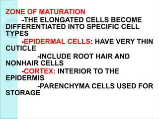 ZONE OF MATURATION
-THE ELONGATED CELLS BECOME
DIFFERENTIATED INTO SPECIFIC CELL
TYPES
-EPIDERMAL CELLS: HAVE VERY THIN
CUTICLE
-INCLUDE ROOT HAIR AND
NONHAIR CELLS
-CORTEX: INTERIOR TO THE
EPIDERMIS
-PARENCHYMA CELLS USED FOR
STORAGE
 
