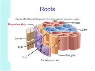 *
Roots
 