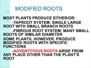 MODIFIED ROOTS
MOST PLANTS PRODUCE EITHER/OR:
-TAPROOT SYSTEM: SINGLE LARGE
ROOT WITH SMALL BRANCH ROOTS
-FIBROUS ROOT SYSTEM: MANY SMALL
ROOTS OF SIMILAR DIAMETER
SOME PLANTS, HOWEVER, PRODUCE
MODIFIED ROOTS WITH SPECIFIC
FUNCTIONS
-ADVENTITIOUS ROOTS ARISE FROM
ANY PLACE OTHER THAN THE PLANT’S
ROOT
 