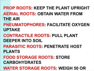PROP ROOTS: KEEP THE PLANT UPRIGHT
AERIAL ROOTS: OBTAIN WATER FROM
THE AIR
PNEUMATOPHORES: FACILITATE OXYGEN
UPTAKE
CONTRACTILE ROOTS: PULL PLANT
DEEPER INTO SOIL
PARASITIC ROOTS: PENETRATE HOST
PLANTS
FOOD STORAGE ROOTS: STORE
CARBOHYDRATES
WATER STORAGE ROOTS: WEIGH 50 OR
 