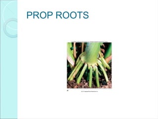 PROP ROOTS
 