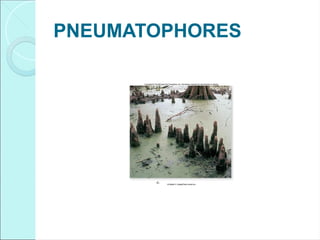 PNEUMATOPHORES
 