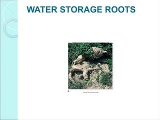 WATER STORAGE ROOTS
 