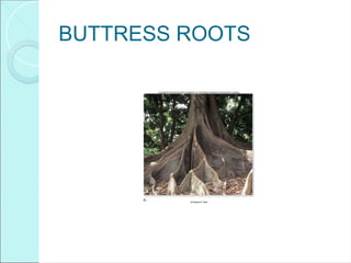BUTTRESS ROOTS
 