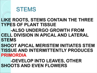 STEMS
LIKE ROOTS, STEMS CONTAIN THE THREE
TYPES OF PLANT TISSUE
-ALSO UNDERGO GROWTH FROM
CELL DIVISION IN APICAL AND LATERAL
STEMS
SHOOT APICAL MERISTEM INITIATES STEM
TISSUE AND INTERMITTENTLY PRODUCES
PRIMORDIA
-DEVELOP INTO LEAVES, OTHER
SHOOTS AND EVEN FLOWERS
 