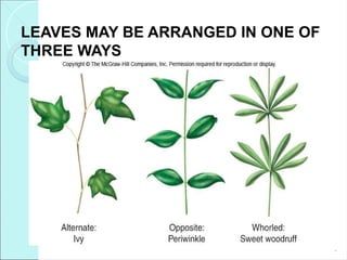 LEAVES MAY BE ARRANGED IN ONE OF
THREE WAYS
*
 