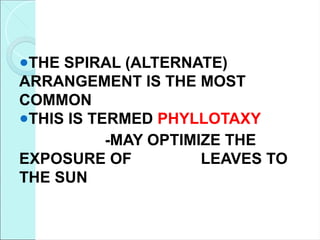 ●THE SPIRAL (ALTERNATE)
ARRANGEMENT IS THE MOST
COMMON
●THIS IS TERMED PHYLLOTAXY
-MAY OPTIMIZE THE
EXPOSURE OF LEAVES TO
THE SUN
 