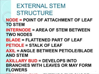 PLANT ANATOMY AND PHYSIOLOGY BODY ORGANIZATION AND FUNCTION.ppt.pptx