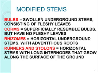 MODIFIED STEMS
BULBS = SWOLLEN UNDERGROUND STEMS,
CONSISTING OF FLESHY LEAVES
CORMS = SUPERFICIALLY RESEMBLE BULBS,
BUT HAVE NO FLESHY LEAVES
RHIZOMES = HORIZONTAL UNDERGROUND
STEMS, WITH ADVENTITIOUS ROOTS
RUNNERS AND STOLONS = HORIZONTAL
STEMS WITH LONG INTERNODES THAT GROW
ALONG THE SURFACE OF THE GROUND
*
 