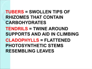 TUBERS = SWOLLEN TIPS OF
RHIZOMES THAT CONTAIN
CARBOHYDRATES
TENDRILS = TWINE AROUND
SUPPORTS AND AID IN CLIMBING
CLADOPHYLLS = FLATTENED
PHOTOSYNTHETIC STEMS
RESEMBLING LEAVES
 