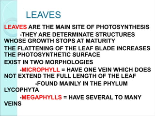 LEAVES
LEAVES ARE THE MAIN SITE OF PHOTOSYNTHESIS
-THEY ARE DETERMINATE STRUCTURES
WHOSE GROWTH STOPS AT MATURITY
THE FLATTENING OF THE LEAF BLADE INCREASES
THE PHOTOSYNTHETIC SURFACE
EXIST IN TWO MORPHOLOGIES
-MICROPHYLL = HAVE ONE VEIN WHICH DOES
NOT EXTEND THE FULL LENGTH OF THE LEAF
-FOUND MAINLY IN THE PHYLUM
LYCOPHYTA
-MEGAPHYLLS = HAVE SEVERAL TO MANY
VEINS
 