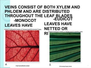VEINS CONSIST OF BOTH XYLEM AND
PHLOEM AND ARE DISTRIBUTED
THROUGHOUT THE LEAF BLADES
*
-MONOCOT
LEAVES HAVE
PARALLEL VEINS
-EUDICOT
LEAVES HAVE
NETTED OR
RETICULATE VEINS
 