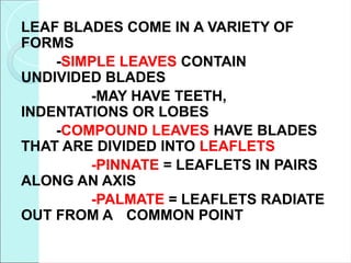 LEAF BLADES COME IN A VARIETY OF
FORMS
-SIMPLE LEAVES CONTAIN
UNDIVIDED BLADES
-MAY HAVE TEETH,
INDENTATIONS OR LOBES
-COMPOUND LEAVES HAVE BLADES
THAT ARE DIVIDED INTO LEAFLETS
-PINNATE = LEAFLETS IN PAIRS
ALONG AN AXIS
-PALMATE = LEAFLETS RADIATE
OUT FROM A COMMON POINT
 