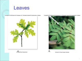 Leaves
*
 