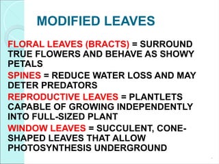 MODIFIED LEAVES
FLORAL LEAVES (BRACTS) = SURROUND
TRUE FLOWERS AND BEHAVE AS SHOWY
PETALS
SPINES = REDUCE WATER LOSS AND MAY
DETER PREDATORS
REPRODUCTIVE LEAVES = PLANTLETS
CAPABLE OF GROWING INDEPENDENTLY
INTO FULL-SIZED PLANT
WINDOW LEAVES = SUCCULENT, CONE-
SHAPED LEAVES THAT ALLOW
PHOTOSYNTHESIS UNDERGROUND
*
 