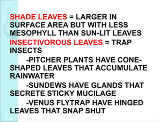 SHADE LEAVES = LARGER IN
SURFACE AREA BUT WITH LESS
MESOPHYLL THAN SUN-LIT LEAVES
INSECTIVOROUS LEAVES = TRAP
INSECTS
-PITCHER PLANTS HAVE CONE-
SHAPED LEAVES THAT ACCUMULATE
RAINWATER
-SUNDEWS HAVE GLANDS THAT
SECRETE STICKY MUCILAGE
-VENUS FLYTRAP HAVE HINGED
LEAVES THAT SNAP SHUT
*
 