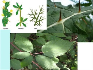 PLANT ANATOMY AND PHYSIOLOGY BODY ORGANIZATION AND FUNCTION.ppt.pptx