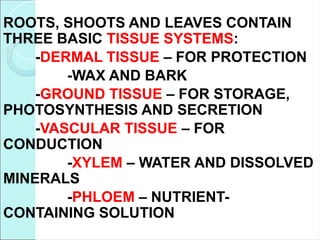 ROOTS, SHOOTS AND LEAVES CONTAIN
THREE BASIC TISSUE SYSTEMS:
-DERMAL TISSUE – FOR PROTECTION
-WAX AND BARK
-GROUND TISSUE – FOR STORAGE,
PHOTOSYNTHESIS AND SECRETION
-VASCULAR TISSUE – FOR
CONDUCTION
-XYLEM – WATER AND DISSOLVED
MINERALS
-PHLOEM – NUTRIENT-
CONTAINING SOLUTION
 