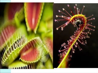 PLANT ANATOMY AND PHYSIOLOGY BODY ORGANIZATION AND FUNCTION.ppt.pptx