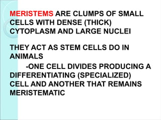 MERISTEMS ARE CLUMPS OF SMALL
CELLS WITH DENSE (THICK)
CYTOPLASM AND LARGE NUCLEI
THEY ACT AS STEM CELLS DO IN
ANIMALS
-ONE CELL DIVIDES PRODUCING A
DIFFERENTIATING (SPECIALIZED)
CELL AND ANOTHER THAT REMAINS
MERISTEMATIC
 