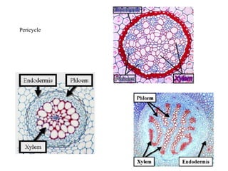Plant Anatomy An Overview | PPT