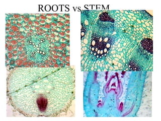 Plant Anatomy An Overview | PPT