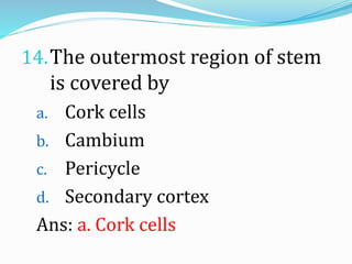 14.The outermost region of stem
is covered by
a. Cork cells
b. Cambium
c. Pericycle
d. Secondary cortex
Ans: a. Cork cells
 