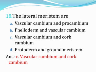 18.The lateral meristem are
a. Vascular cambium and procambium
b. Phelloderm and vascular cambium
c. Vascular cambium and cork
cambium
d. Protoderm and ground meristem
Ans: c. Vascular cambium and cork
cambium
 