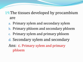 19.The tissues developed by procambium
are
a. Primary xylem and secondary xylem
b. Primary phloem and secondary phloem
c. Primary xylem and primary phloem
d. Secondary xylem and secondary
Ans: c. Primary xylem and primary
phloem
 