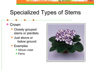 Plantlets Examples Plant anatomy & physiology | PPT