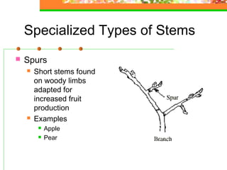 Plant anatomy & physiology | PPT