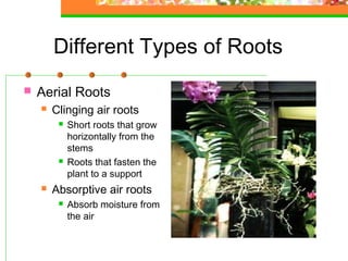 Plant anatomy & physiology | PPT