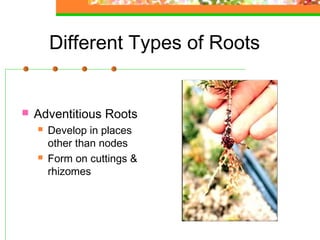 Plant anatomy & physiology | PPT