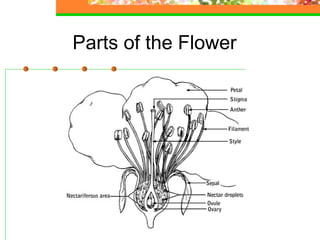 Plant anatomy & physiology | PPT
