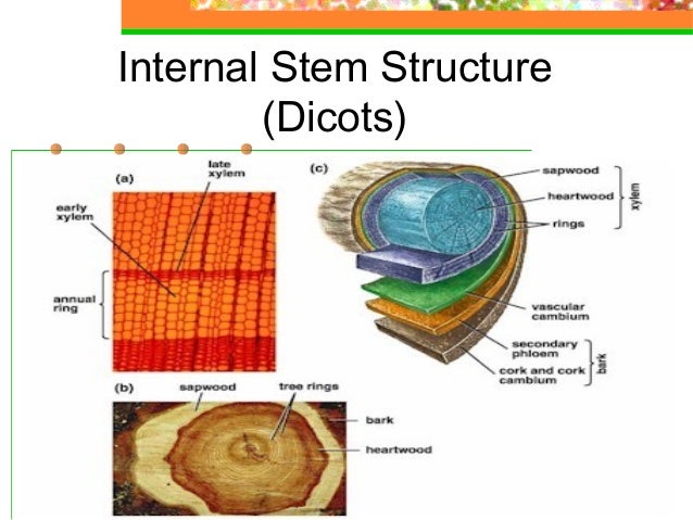 Internal Organs Of Plants Gallery - How To Guide And Refrence