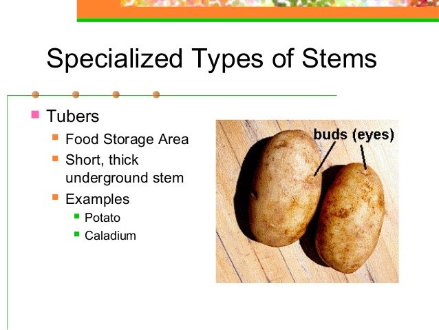 A Stem That Stores Food A Stem That Stores Food