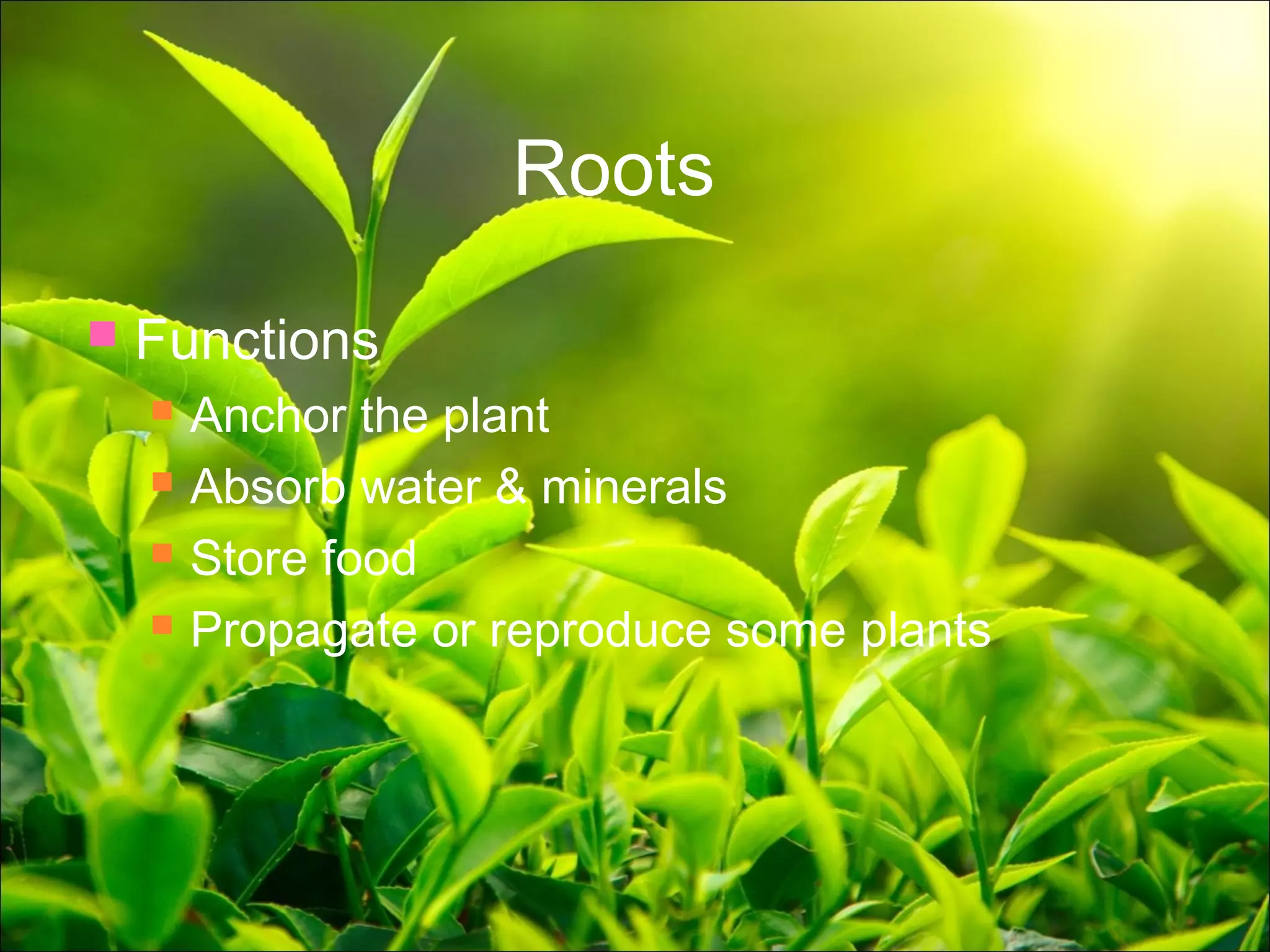 Plant anatomy presentation | PPT