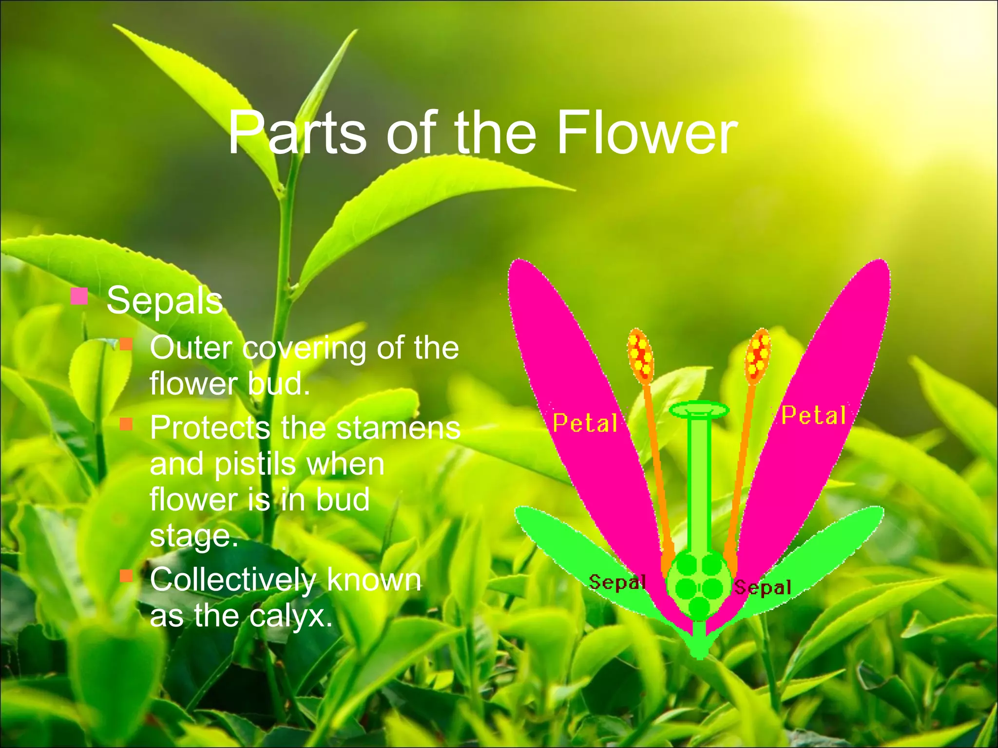 Plant anatomy presentation | PPT