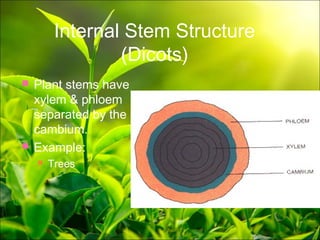 Plant anatomy presentation | PPT