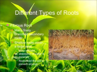 Plant anatomy presentation | PPT