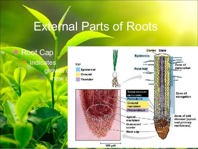Plant anatomy presentation