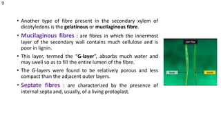 • Another type of fibre present in the secondary xylem of
dicotyledons is the gelatinous or mucilaginous fibre.
• Mucilaginous fibres : are fibres in which the innermost
layer of the secondary wall contains much cellulose and is
poor in lignin.
• This layer, termed the “G-layer”, absorbs much water and
may swell so as to fill the entire lumen of the fibre.
• The G-layers were found to be relatively porous and less
compact than the adjacent outer layers.
• Septate fibres : are characterized by the presence of
internal septa and, usually, of a living protoplast.
9
 