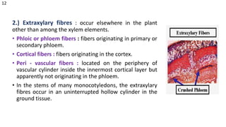 2.) Extraxylary fibres : occur elsewhere in the plant
other than among the xylem elements.
• Phloic or phloem fibers : fibers originating in primary or
secondary phloem.
• Cortical fibers : fibers originating in the cortex.
• Peri - vascular fibers : located on the periphery of
vascular cylinder inside the innermost cortical layer but
apparently not originating in the phloem.
• In the stems of many monocotyledons, the extraxylary
fibres occur in an uninterrupted hollow cylinder in the
ground tissue.
12
 
